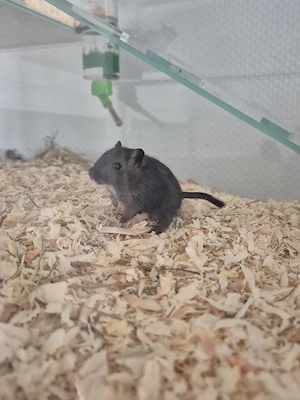 Wüstenrennmaus 