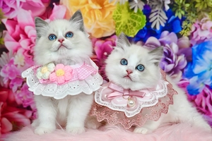 Reinrassige Ragdoll-Kätzchen (Farbe: Lilac Lynx Point).