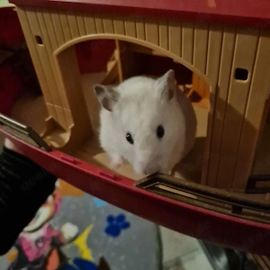 Hamsterdame sucht dringend neues Zuhause 