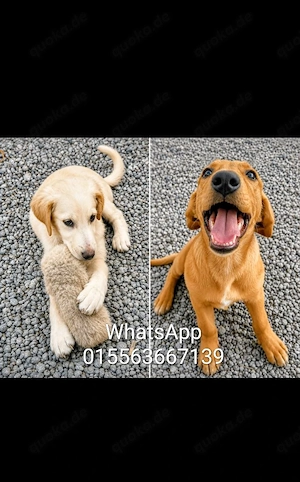 golden Retriever Labrador Mix welpen 