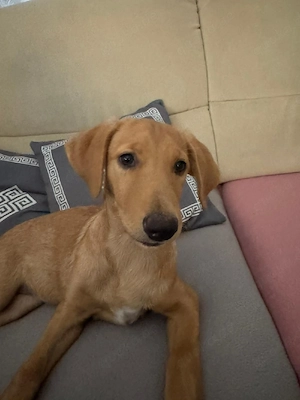  Labrador Mix welpe mädchen