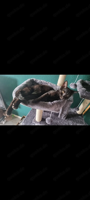 katzen mädchen 