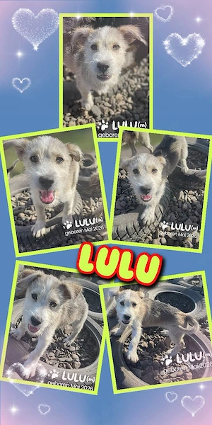 fröhlicher, aktiver, menschenbezogener Welpenjunge "Lulu" sucht ein liebevolles Zuhause
