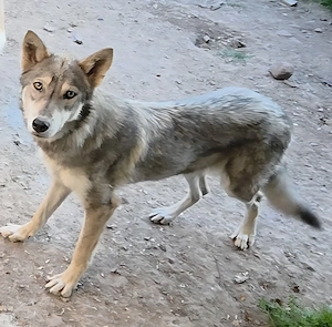 Tschech Saarloos Wolfhund 