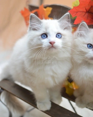 Reinrassige Ragdoll-Kätzchen (12 Wochen alt) abzugeben