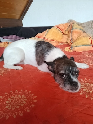 Französische Bulldogge mix Dame