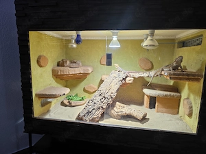 Bartagame + Terrarium und Zubehör 