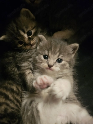 Türkische Angora Mix Katzenbabys in liebevolle Hände 