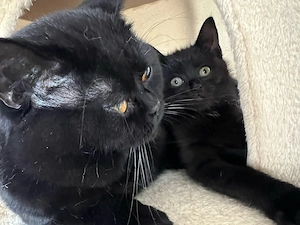 hause katzen 