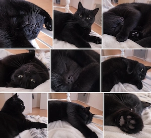 Kater 6 Jahre alt 