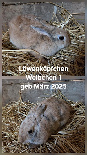 Hase Kaninchen Zwergkaninchen Löwenköpfchen Deutscher Riese Schecken Mix Jungtiere