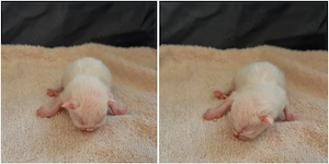 6 süße EKH BKH-Mix Kitten suchen ein liebevolles Zuhause