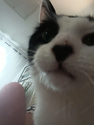 Charly sucht sein Für-immer-Zuhause 