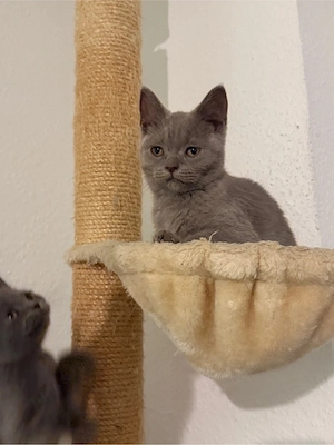 bkh kitten