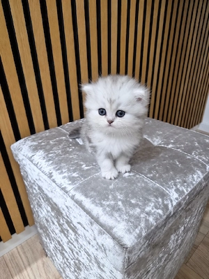 BKH Kitten