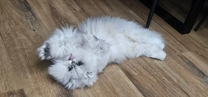 luna sucht liebewolle neue Zuhause