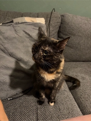 Katze abzugeben