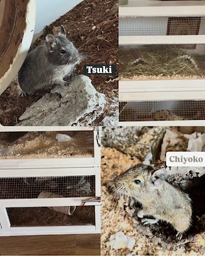 2 Degus suchen ein liebevolles Zuhause
