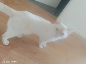 NOBI Reinrassiger BKH Kater 1.5 Jahre alt sucht neues Zu Hause