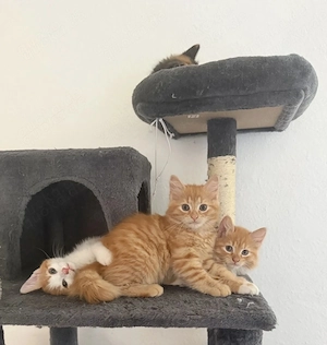 Wunderschöne Main Coon Angora Mix Kitten bald bereit für ihr Zuhause!