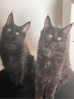 Maine Coon Kätzchen