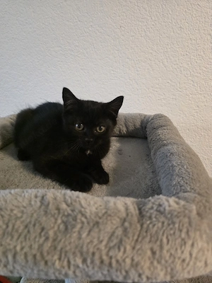 Perser Mischling Kitten  Bild 8