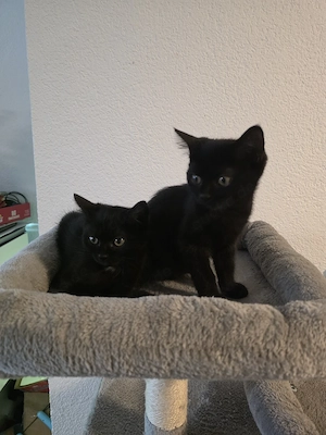 Perser Mischling Kitten  Bild 2