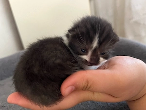 Baby Katzen zu verkaufen 