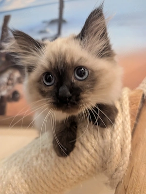 Zuckersüßes reinrassiges Ragdollkitten 