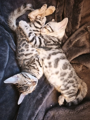 Reinrassige Bengal Kitten 