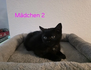Perser Mischling Kitten  Bild 6