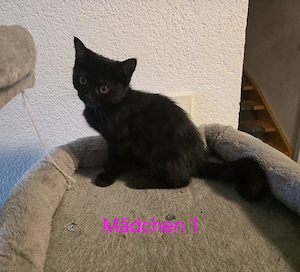 Perser Mischling Kitten  Bild 5