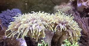 Euphyllia Golden Torch