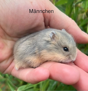 Campbell Zwerghamster Jungtiere 