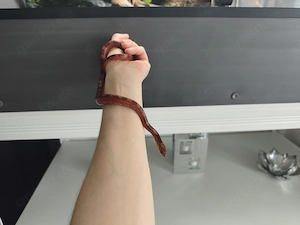 Kornnatter Pantherophis guttatus 0.1. weibchen Pied Bloodred
