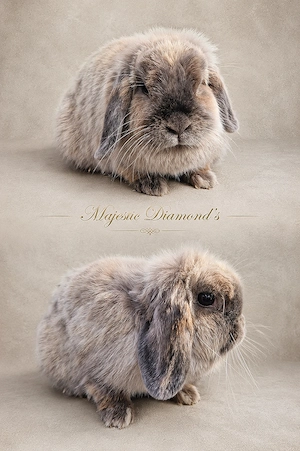 Mini Lop Häsin abzugeben 