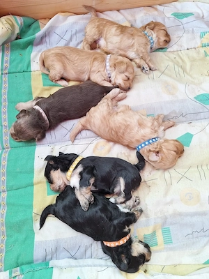 Hundewelpen 