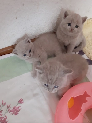 bkh kitten brittischkurzhaar kätzchen