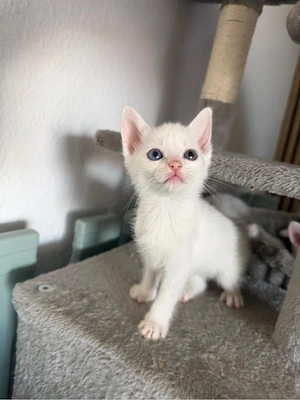 katzenbabys suchen ein neues Heim