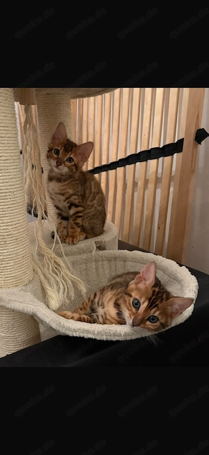 Wundervolle Bengal-Kitten   Nachkommen des Bengal-Katers Simba mit Stammbaum