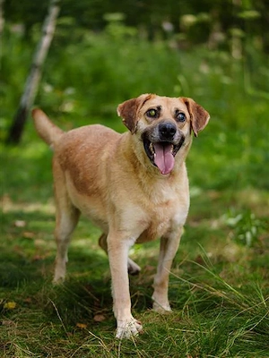Blind und Taub sucht Pryanik seine Familie