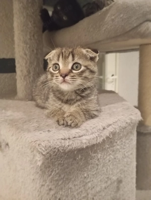 Süße Katzen Bild 3