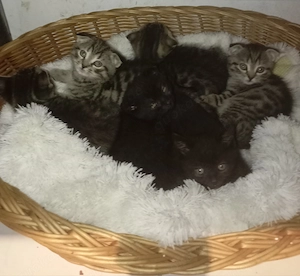 Süße Katzen Bild 2