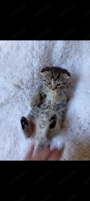 Süße Katzen Bild 4