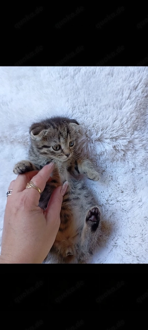 Süße Katzen Bild 5