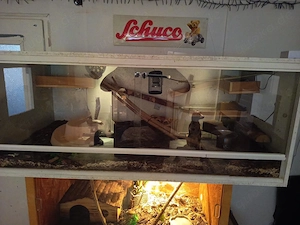 Terrarien mit tiefen zu verkaufen