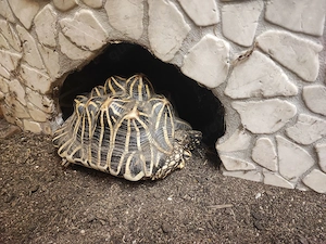 Indische Sternschildkröten - weiblich 