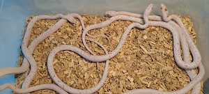Palmetto Corn Snake Pantherophis guttatus