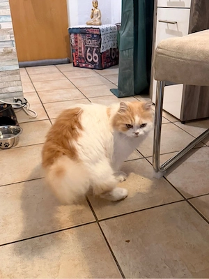 Perserkater zu vermitteln