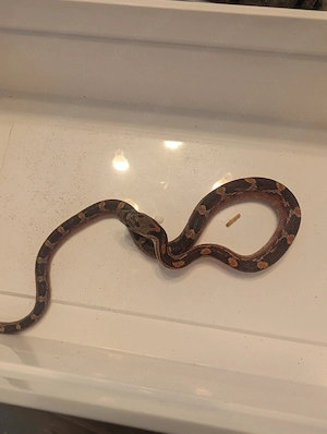 2.4 Bloodred Motley 